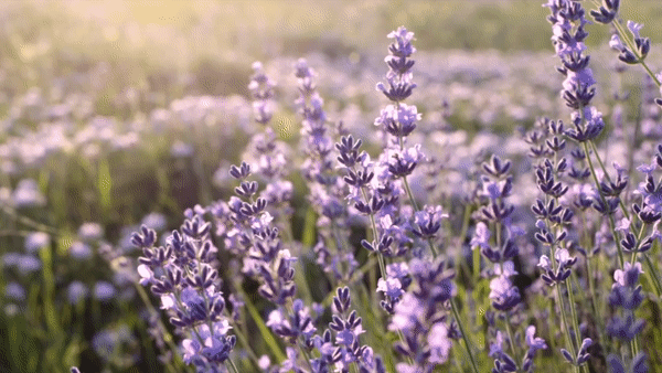 ezgif.com-video-to-gif